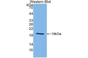 Western Blotting (WB) image for anti-Interleukin 18 (IL18) (AA 36-192) antibody (ABIN1078230) (IL-18 antibody  (AA 36-192))