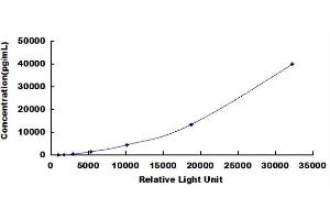ELISA image for Matrix Metallopeptidase 13 (Collagenase 3) (MMP13) CLIA Kit (ABIN1081742)
