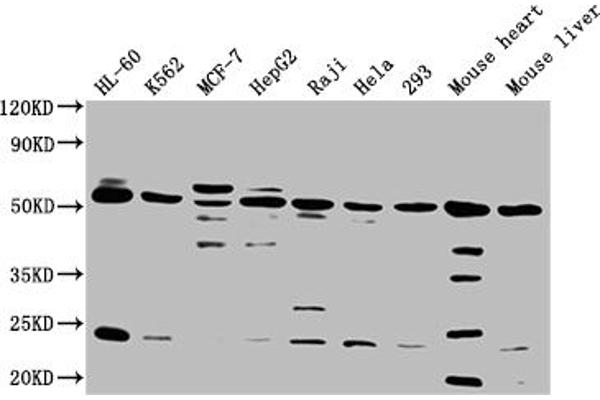B7-H6 antibody  (AA 25-262)