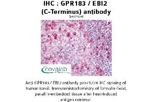 Image no. 1 for anti-G Protein-Coupled Receptor 183 (GPR183) (C-Term) antibody (ABIN1735019) (GPR183 antibody  (C-Term))