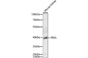 Western blot analysis of extracts of Mouse kidney using PIM1 Polyclonal Antibody at dilution of 1:3000. (PIM1 antibody)