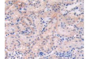 IHC-P analysis of Mouse Kidney Tissue, with DAB staining. (C6orf150 antibody  (AA 211-395))