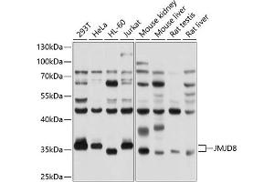 Western blot analysis of extracts of various cell lines, using JMJD8 antibody (ABIN6132114, ABIN6142662, ABIN6142663 and ABIN6214746) at 1:1000 dilution. (JMJD8 antibody  (AA 1-285))