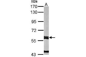 WB Image Sample (50 ug of whole cell lysate) A: Mouse liver 7. (FMO3 antibody)