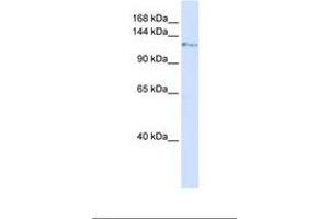 KIF5C antibody  (AA 38-87)