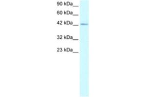 Western Blotting (WB) image for anti-Zinc Finger Protein 207 (ZNF207) antibody (ABIN2460749) (ZNF207 antibody)