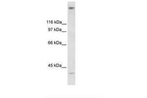 ZNF318 antibody  (AA 190-239)