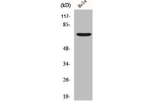 Western Blot analysis of Hela cells using Frizzled-1 Polyclonal Antibody (FZD1 antibody  (N-Term))