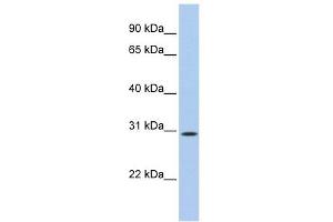 C20ORF10 antibody used at 1 ug/ml to detect target protein.