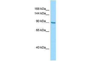 Host: Rabbit Target Name: CSPP1 Sample Type: PANC1 Whole Cell lysates Antibody Dilution: 1. (CSPP1 antibody  (N-Term))