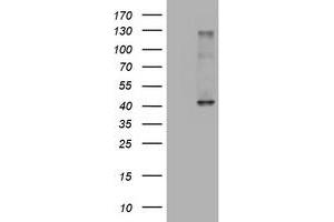 Western Blotting (WB) image for anti-alpha-1,4-N-Acetylglucosaminyltransferase (A4GNT) (AA 121-340) antibody (ABIN1490881) (A4GNT antibody  (AA 121-340))