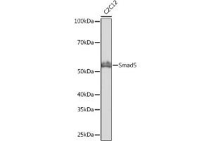 Western blot analysis of extracts of C2C12 cells, using Smad5 antibody (ABIN7270354) at 1:1000 dilution. (SMAD5 antibody)