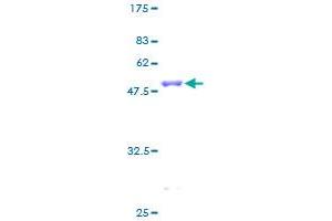 CBFB Protein (AA 1-182) (GST tag)