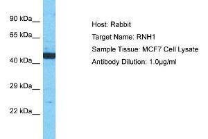 Host: Rabbit Target Name: RNH1 Sample Type: MCF7 Whole Cell lysates Antibody Dilution: 1. (RNH1 antibody  (N-Term))
