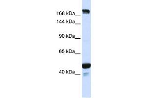 Western Blotting (WB) image for anti-Ring Finger Protein 213 (RNF213) antibody (ABIN2459137) (RNF213 antibody)