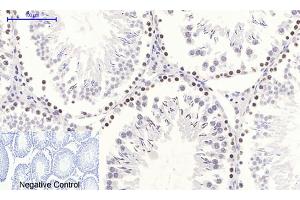 Immunohistochemical analysis of paraffin-embedded rat testis tissue. (NF-kB p65 antibody  (pSer536))