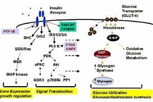 Image no. 2 for Rat Plasma (Non-Sterile In Sodium Heparin) (ABIN925363) (Rat Plasma (Non-Sterile In Sodium Heparin))