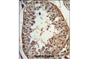 Formalin-fixed and paraffin-embedded human testis tissue reacted with ANGEL1 Antibody (C-term), which was peroxidase-conjugated to the secondary antibody, followed by DAB staining. (ANGEL1 antibody  (C-Term))