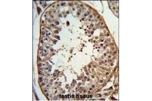 Formalin-fixed and paraffin-embedded human testis tissue reacted with ANGEL1 Antibody (C-term), which was peroxidase-conjugated to the secondary antibody, followed by DAB staining. (ANGEL1 antibody  (C-Term))