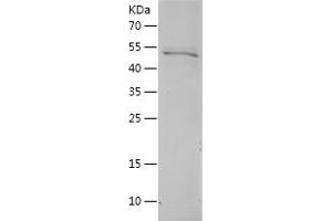 Western Blotting (WB) image for Prohibitin (PHB) (AA 1-272) protein (His-IF2DI Tag) (ABIN7124579) (Prohibitin Protein (PHB) (AA 1-272) (His-IF2DI Tag))