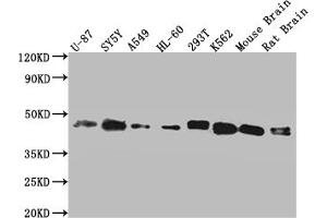 Western Blot Positive WB detected in: Hela whole cell lysate, HepG2 whole cell lysate, Jurkat whole cell lysate, MCF-7 whole cell lysate All lanes: SPPL3 antibody at 3 μg/mL Secondary Goat polyclonal to rabbit IgG at 1/50000 dilution Predicted band size: 43, 19 kDa Observed band size: 43 kDa (SPPL3 antibody  (AA 213-263))