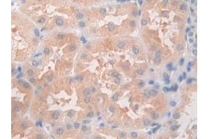 DAB staining on IHC-P; Samples: Human Kidney Tissue (ANGPTL5 antibody  (AA 141-383))