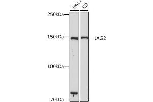 Western blot analysis of extracts of various cell lines, using J antibody (ABIN7268034) at 1:1000 dilution. (JAG2 antibody)