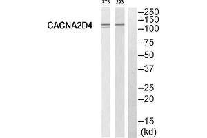 Western Blotting (WB) image for anti-Calcium Channel, Voltage-Dependent, alpha 2/delta Subunit 4 (CACNA2D4) (Internal Region) antibody (ABIN1852389) (CACNA2D4 antibody  (Internal Region))
