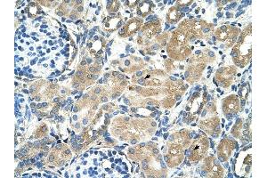 TM9SF1 antibody was used for immunohistochemistry at a concentration of 4-8 ug/ml to stain Epithelial cells of renal tubule (arrows) in Human Kidney. (TM9SF1 antibody  (Middle Region))