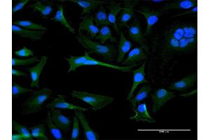 Immunofluorescence of purified MaxPab antibody to OR8B8 on HeLa cell. (OR8B8 antibody  (AA 1-311))