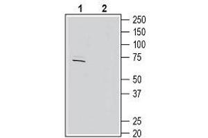 Western blot analysis of rat brain lysates: - 1. (Kv3.4 antibody  (Intracellular))