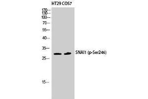 Western Blotting (WB) image for anti-SNAIL (SNAI1) (pSer246) antibody (ABIN3173188) (SNAIL antibody  (pSer246))