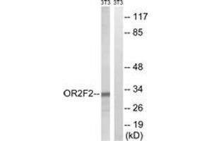 Western blot analysis of extracts from NIH-3T3 cells, using OR2F2 Antibody. (OR2F2 antibody  (AA 93-142))