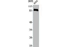 Western Blot analysis of K562 cells using Endoplasmin Polyclonal Antibody (HSP9B1 (C-Term) antibody)