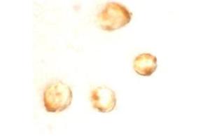 Immunocytochemistry staining of MOLT4 cells using AP30844PU-N at 10 μg/ml. (Survivin antibody  (C-Term))