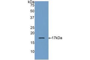 Western blot analysis of recombinant Human GRN. (Granulin antibody  (AA 21-120))