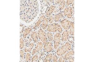 Immunohistochemical analysis of paraffin-embedded human kidney tissue using A performed on the Leica® BOND RXm. (SGPP1 antibody  (N-Term))