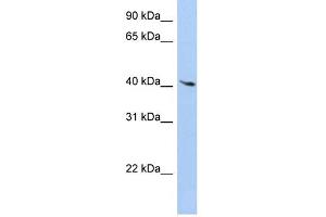 WB Suggested Anti-LYL1 Antibody Titration: 0. (LYL1 antibody  (C-Term))