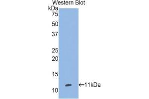 Detection of Recombinant SEPW1, Human using Polyclonal Antibody to Selenoprotein W1 (SEPW1) (Selenoprotein W antibody  (AA 1-86))
