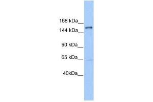 PLEKHH2 antibody used at 1 ug/ml to detect target protein. (PLEKHH2 antibody)