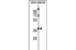 GPR15 Antibody (C-term) (ABIN657988 and ABIN2846935) western blot analysis in MDA-M cell line lysates (35 μg/lane). (GPR15 antibody  (C-Term))