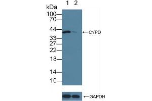 Western Blotting (WB) image for anti-Peptidylprolyl Isomerase D (PPID) (AA 7-206) antibody (ABIN7440194)