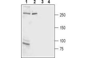 Western blot analysis of rat brain membrane (lanes 1 and 3) and rat basophilic leukemia (RBL) cell line lysate (lanes 2 and 4): - 1,2. (ITPR2 antibody  (C-Term, Intracellular))