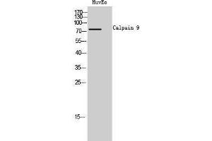 Western Blotting (WB) image for anti-Calpain 9 (CAPN9) (Internal Region) antibody (ABIN3174145) (Calpain 9 antibody  (Internal Region))
