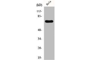 Western Blot analysis of Hela cells using FBP2 Polyclonal Antibody (KHSRP antibody  (N-Term))