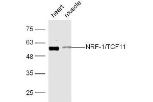 Mouse heart and muscle lysates probed with Rabbit Anti-NRF-1 Polyclonal Antibody, Unconjugated  at 1:500 for 90 min at 37˚C. (NRF1 antibody  (AA 51-180))