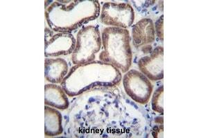 COX6B1 Antibody (C-term) immunohistochemistry analysis in formalin fixed and paraffin embedded human kidney tissue followed by peroxidase conjugation of the secondary antibody and DAB staining. (Complex IV Subunit VIb (AA 58-86), (C-Term) antibody)