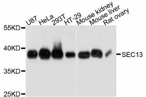 Western blot analysis of extracts of various cell lines, using SEC13 antibody (ABIN4905104) at 1:3000 dilution. (SEC13 antibody)