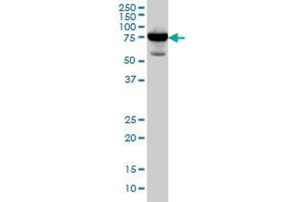 Radixin antibody  (AA 1-583)