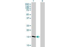 Western Blot analysis of SHISA5 expression in transfected 293T cell line by SHISA5 MaxPab polyclonal antibody. (SHISA5 antibody  (AA 1-137))